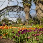 Tulips growing in Mediterranean Biome at Eden Project
